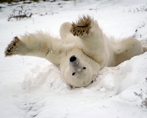 Polar Bears of Churchill