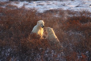 Live From Churchill: October 28, 2009