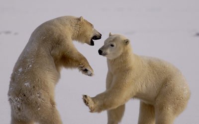 Live from Churchill: October 30,2009