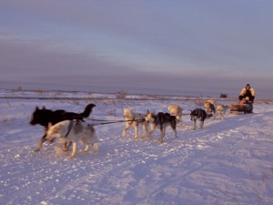 Live From Churchill: Nov 5, 2009