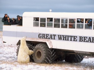polar bear and polar rover churchill, manitoba