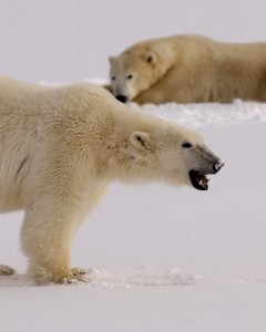 polar bears in Churchill, Manitoba