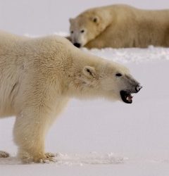 Report from Churchill: October 13, 2010