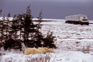 Live From Churchill: Nov 6, 2009