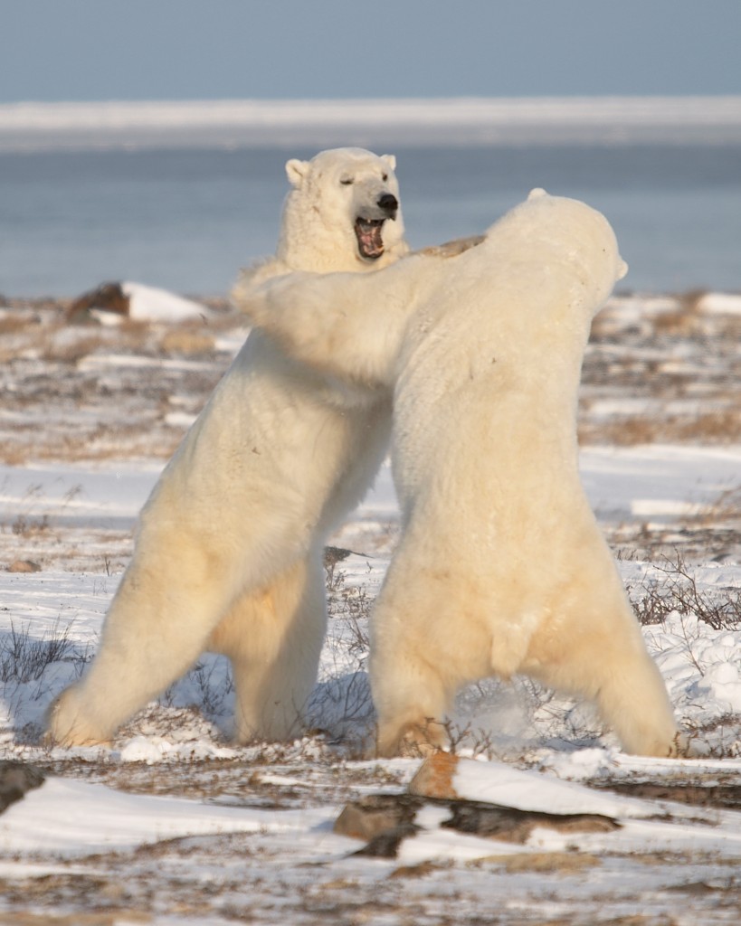 Churchill polar bears spar for dominance.