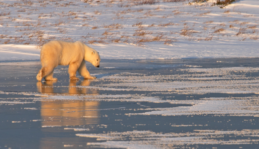polar-bear-on-ice Churchill polar bear on the sea ice