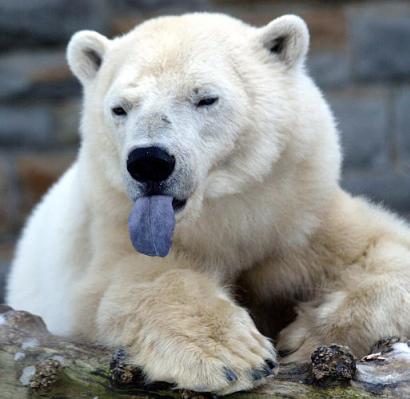 Polar bear with blackish tongue in Churchill, Manitoba.