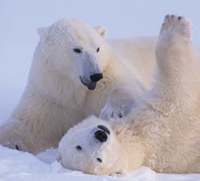 churchill-polar-bear-friends Churchill polar bears can be friends for life.