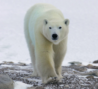 Churchill polar bear in action