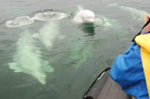 Churchill River Beluga whale