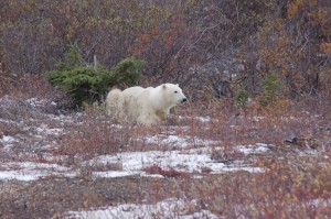 Churchill Polar Bear