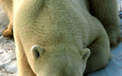 Award Winning Polar Bear Photograph