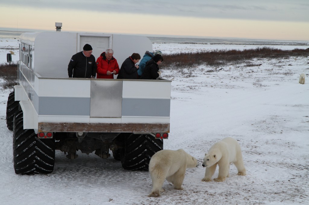 Churchill polar bears