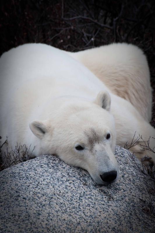 Report from Churchill: October 16, 2010