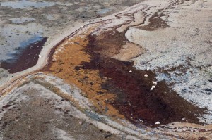 Churchill polar bears near Cape Churchill.