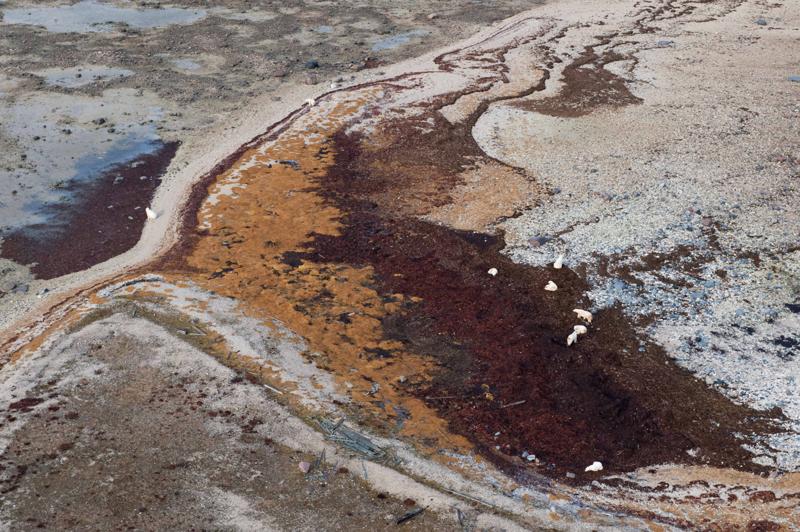 Report from Churchill: October 21, 2010