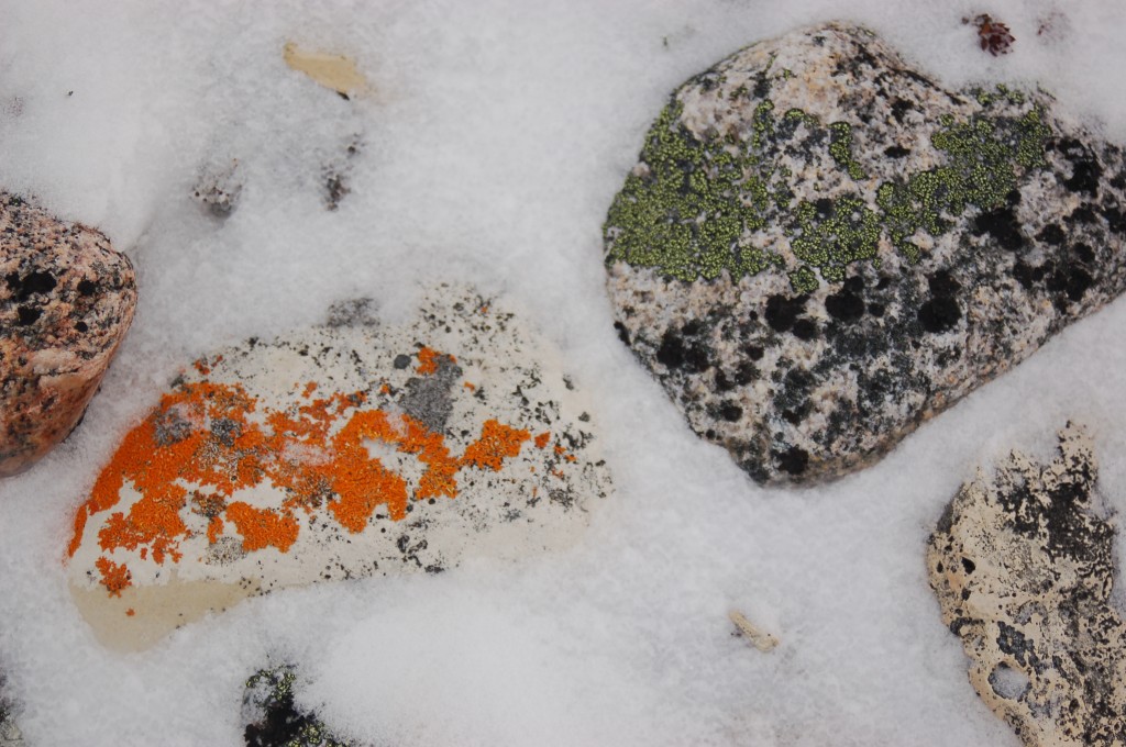 Lichens in Churchill, MB.