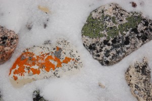 lichen on rocks in Churchill.