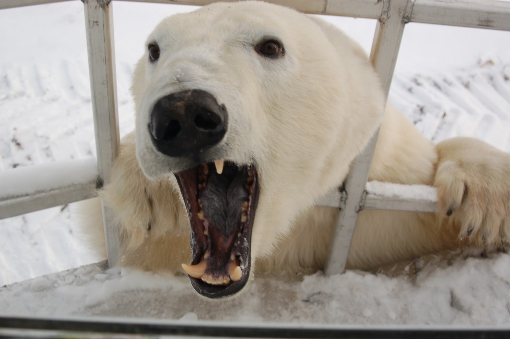 Churchill polar bear.