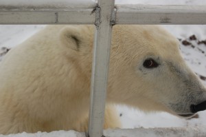 DSC_0396 Churchill polar bear.