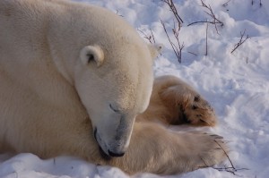 Churchil polar bears.