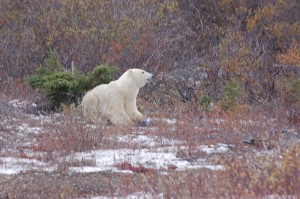 Churchill polar bear