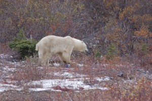 DSC_0838 Churchill polar bear by airport.