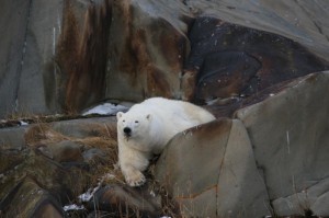 Churchill polar bear in rocks.