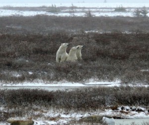 Churchill polar bears