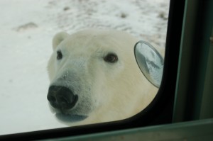 Report from Churchill: October 22, 2010