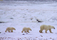 Report from Churchill: October 10th, 2010 – GENTLEMEN, START YOUR ROVERS!