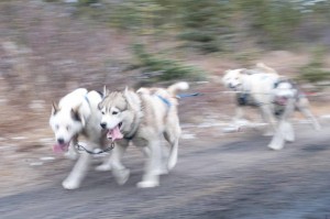Churchill sled-dogs.