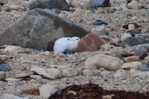 Churchill arctic hare.