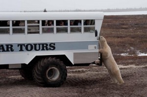 Churchill polar bear on side of polar rover.