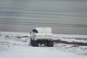 Churchill polar bear.