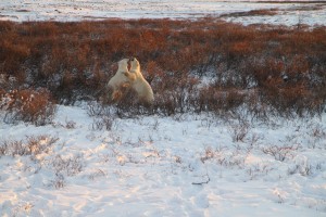 Sparring Churchill Polar bears.