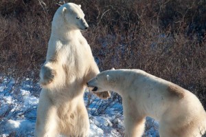 Colby_churchill Churchill polar bears sparring.