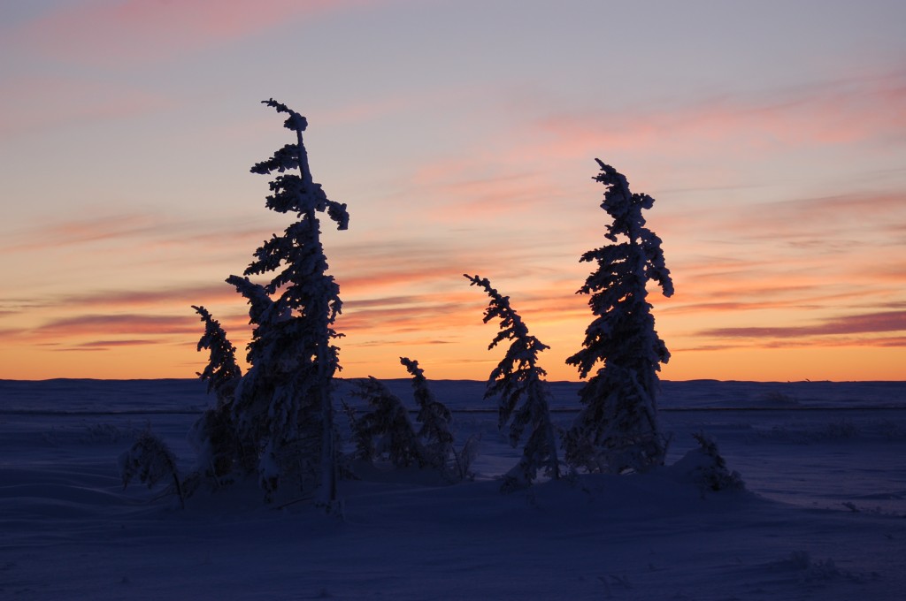 Spruce trees in Churchill, MB.