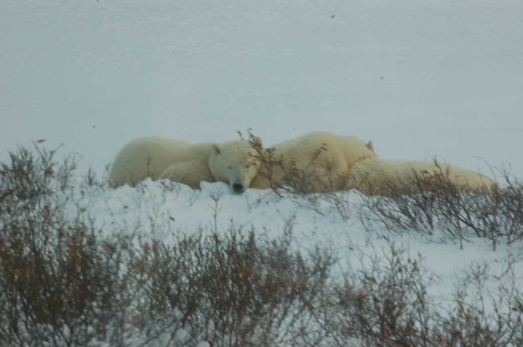 Churchill polar bears.