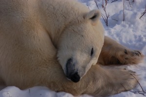 Churchill polar bear.