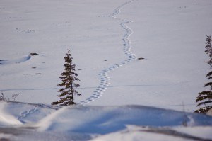 DSC_0490 Churchill polar bear tracks.