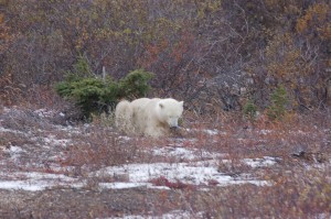 DSC_0832 Churchill polar bear.