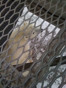 IMG_0212 Churchill polar bear.