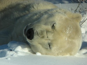 Churchill polar bear.