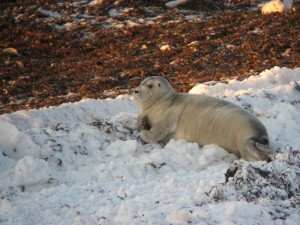 Seal in inter tidal zone in Churchill.