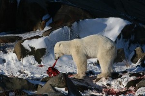 IMG_1592 Churchill polar bear.