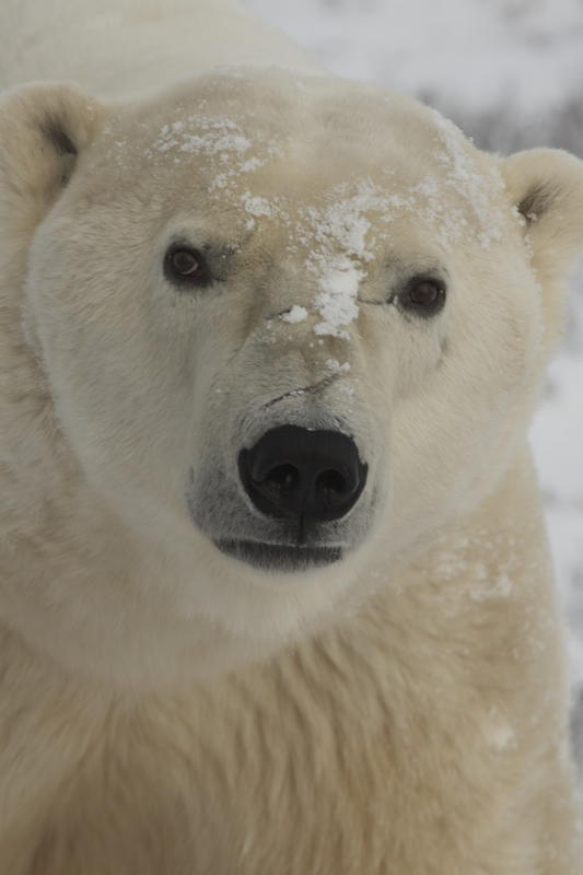 Churchill polar bear.