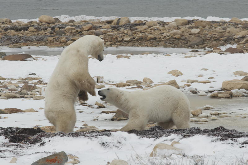 Report from Churchill: November 1, 2010