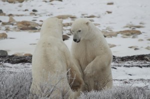 IMG_1896 Churchill polar bears.