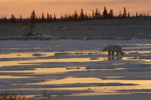 Churchill polar bear.